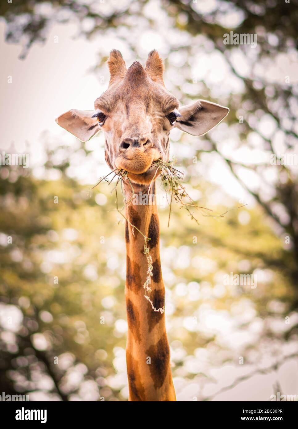 Eine giraffe Stockfoto