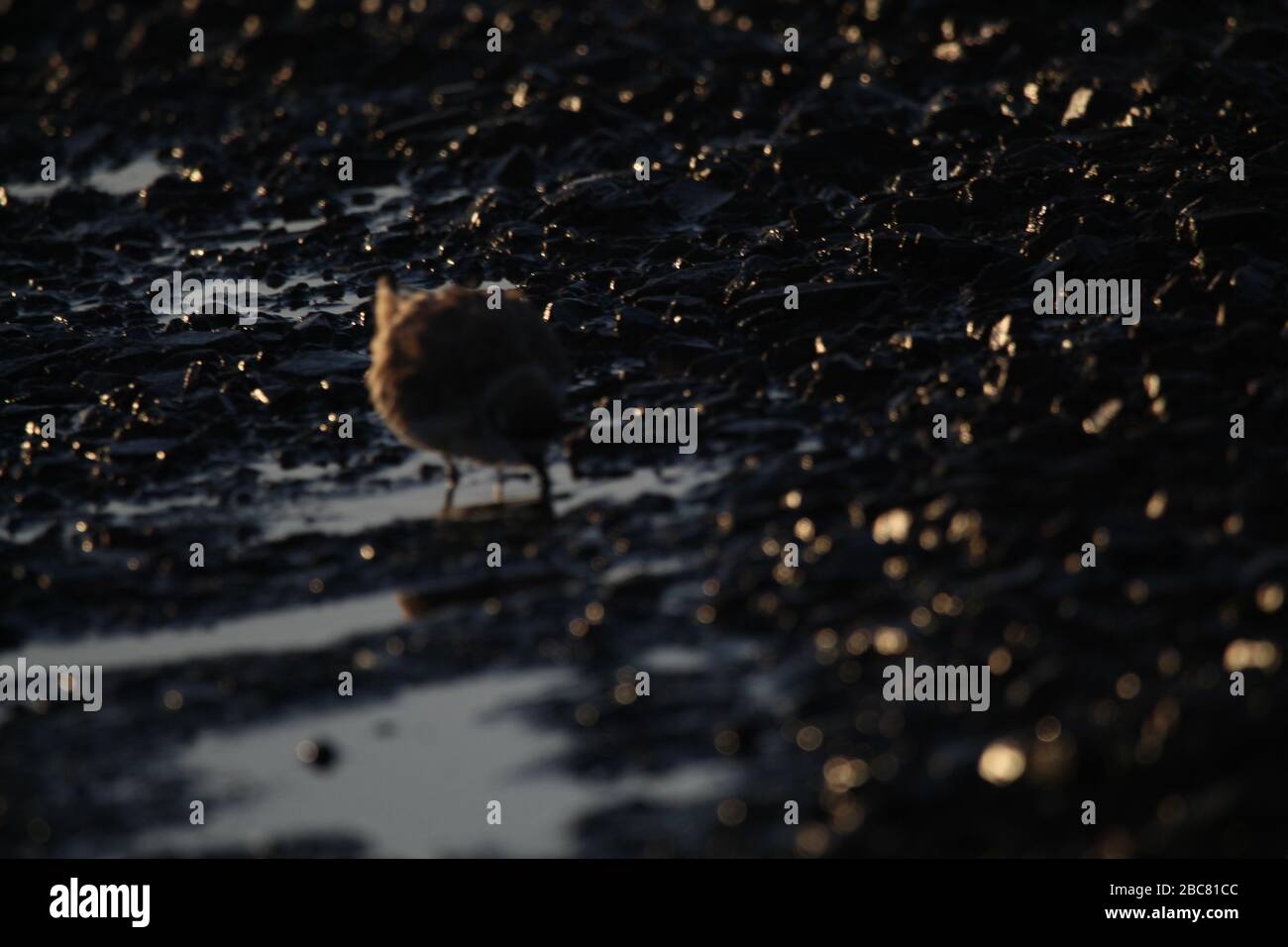 Nahoon Vögel Stockfoto