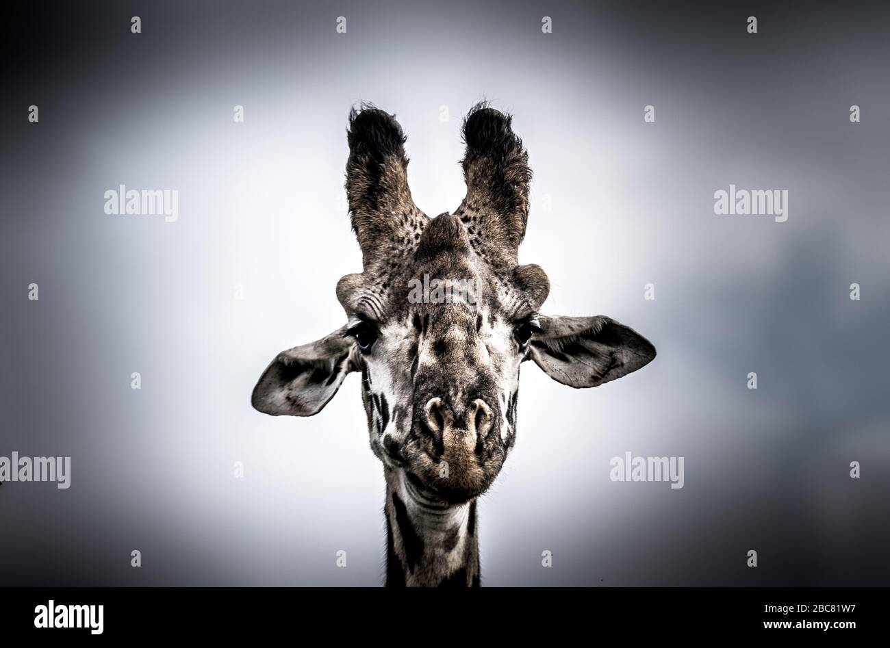Eine giraffe Stockfoto