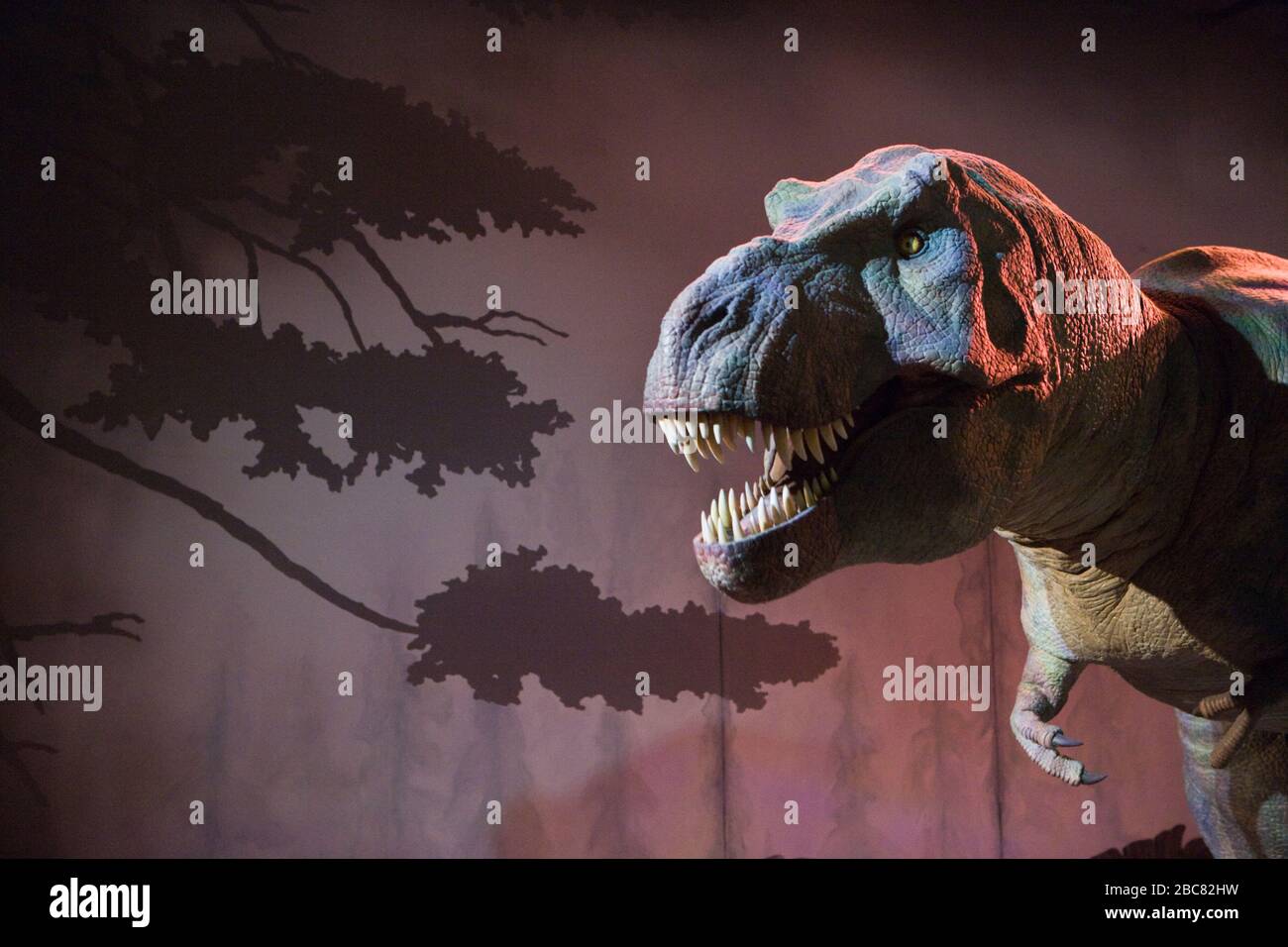 Tyrannosaurus rex, lebensnahe Rekonstruktion im Natural History Museum, London, Großbritannien Stockfoto