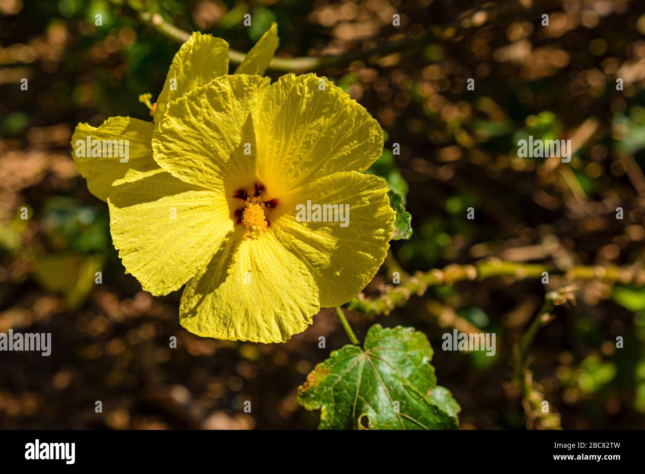 Gelbe Blüte eines hawaiischen Hibiskus (Hibiscus brackenridgei) Stockfoto