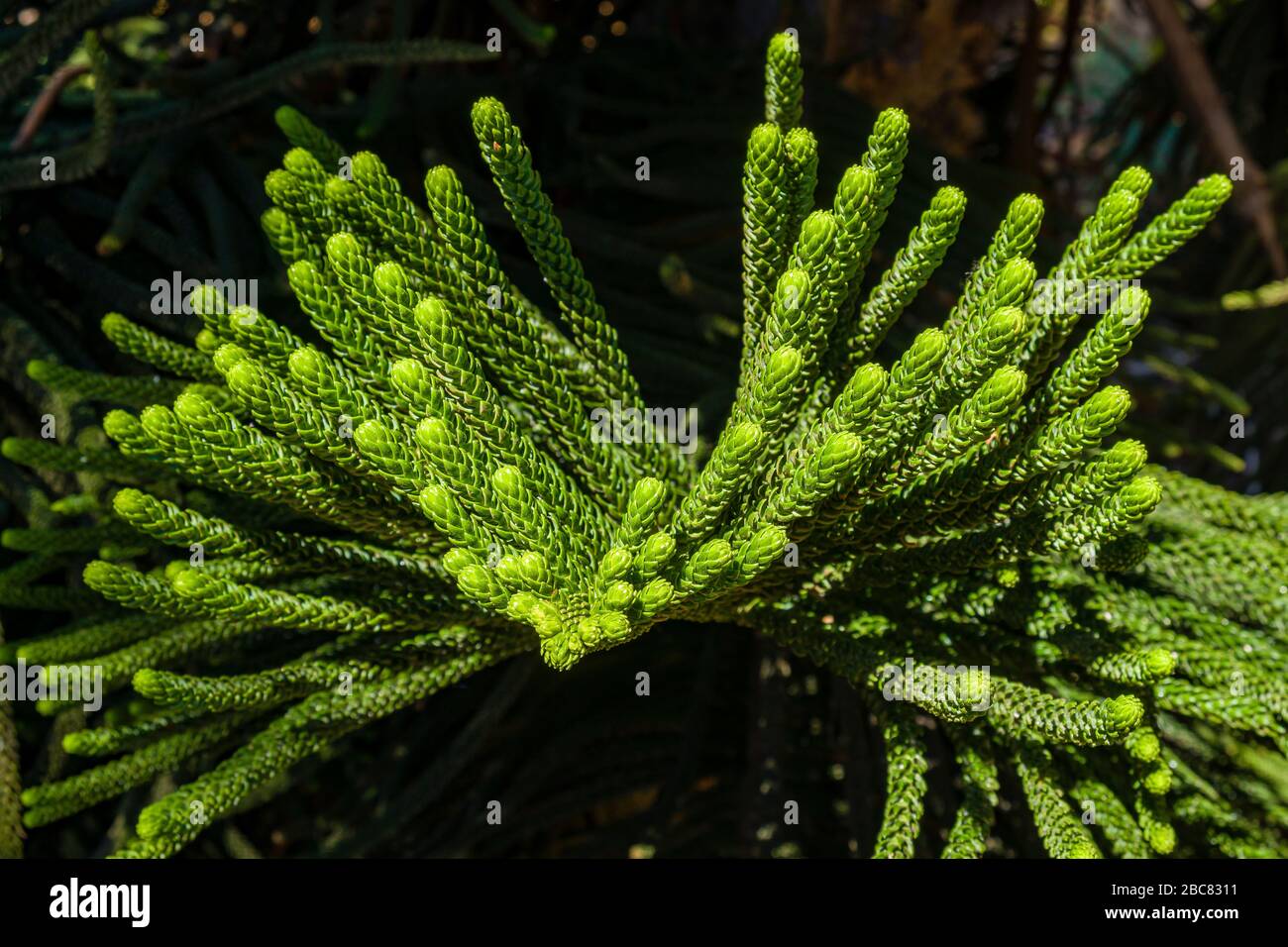 Cook Pine Cook pine araucaria columnaris -Fotos und -Bildmaterial in hoher ...