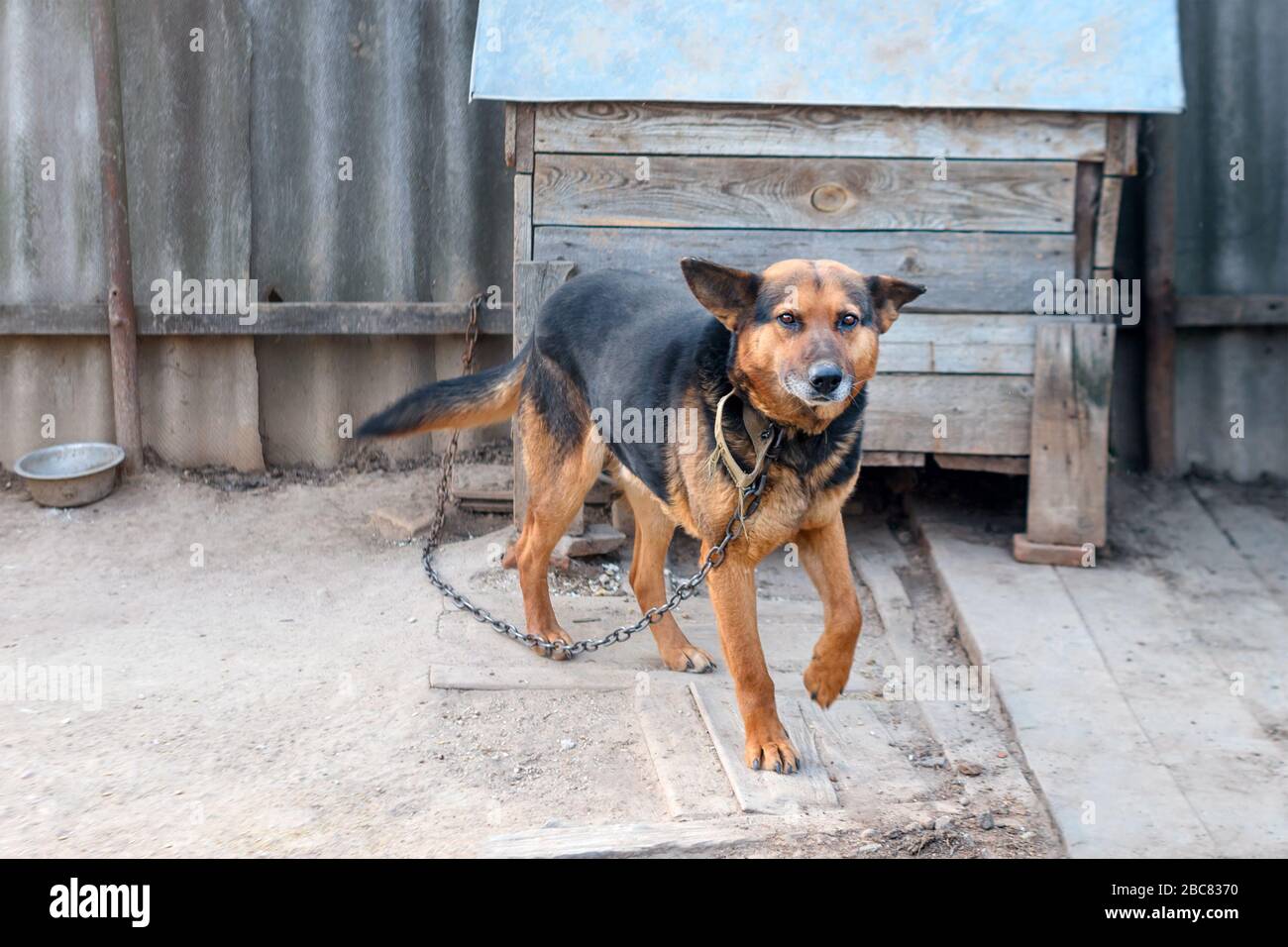 Haushund in der Nähe seines Standes. In der Nähe von Holzzwinger angekettet, bewacht der Hund ein Haus auf dem Land Stockfoto