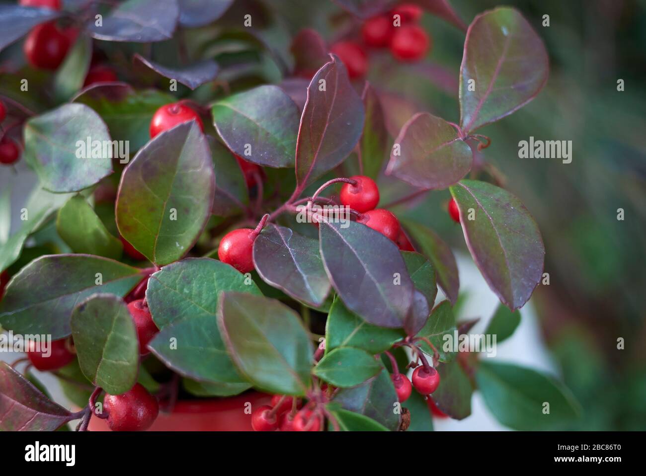 Gaullerie procumbt Strauch mit roter Frucht Stockfoto