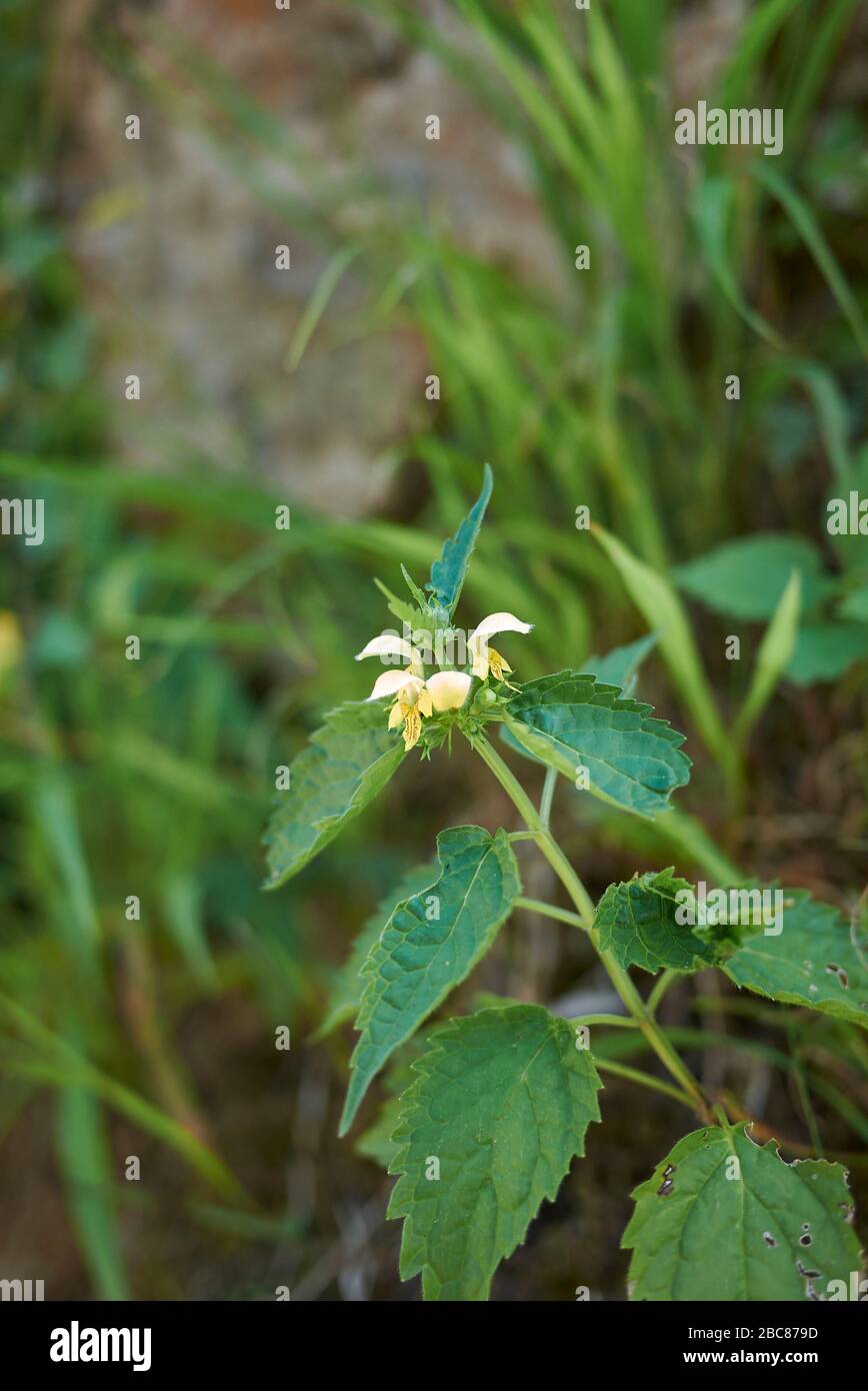 Lamium galeobdolon, mit gelben Blumen Stockfoto