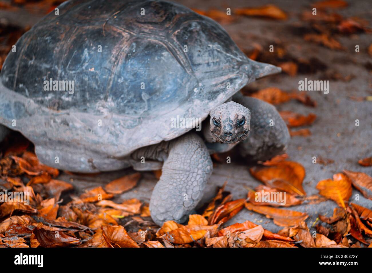 Aldabra Giant Turtle auf der Insel La Digue, Seychellen. Stockfoto