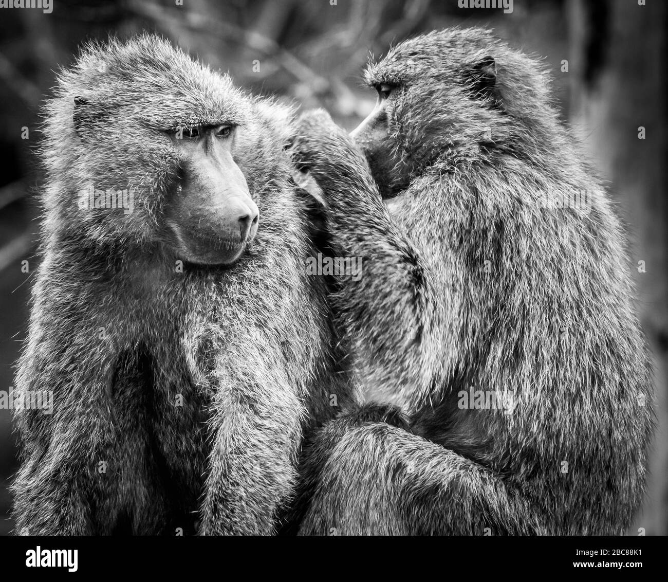 Paviane in freier Natur Stockfoto