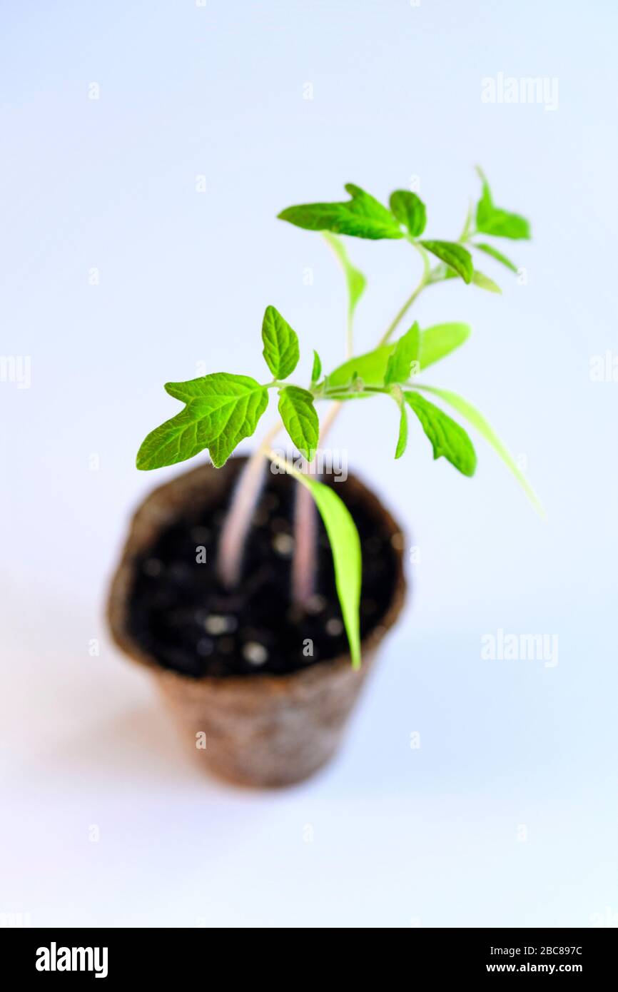 Tomaten-Sämling Stockfoto