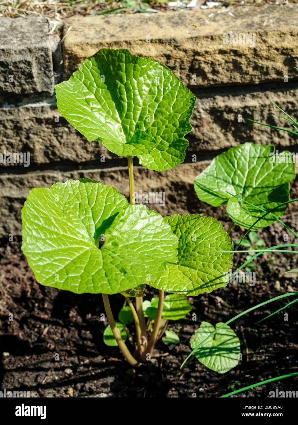 Wasabi-Anlage Stockfoto