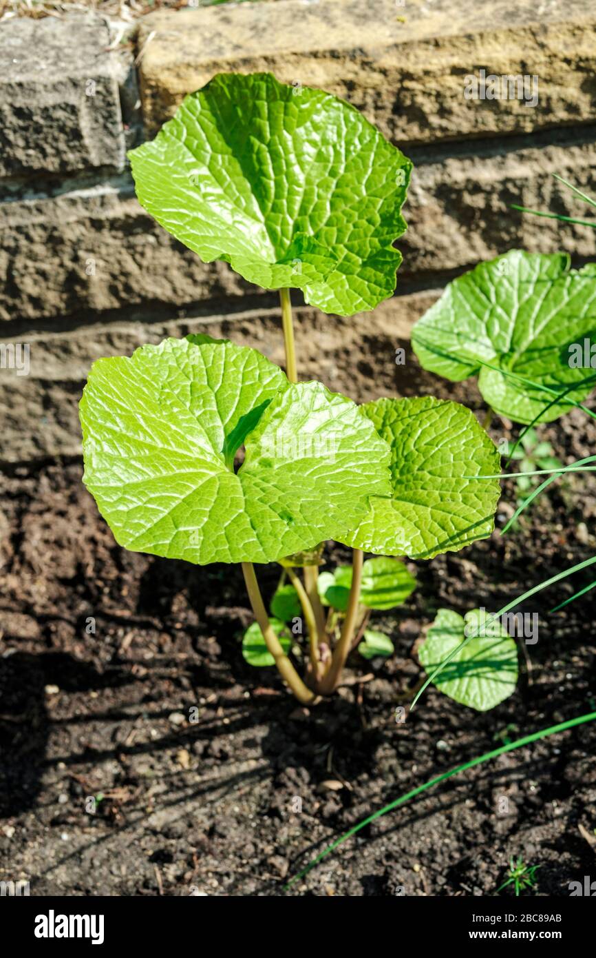 Wasabi-Anlage Stockfoto