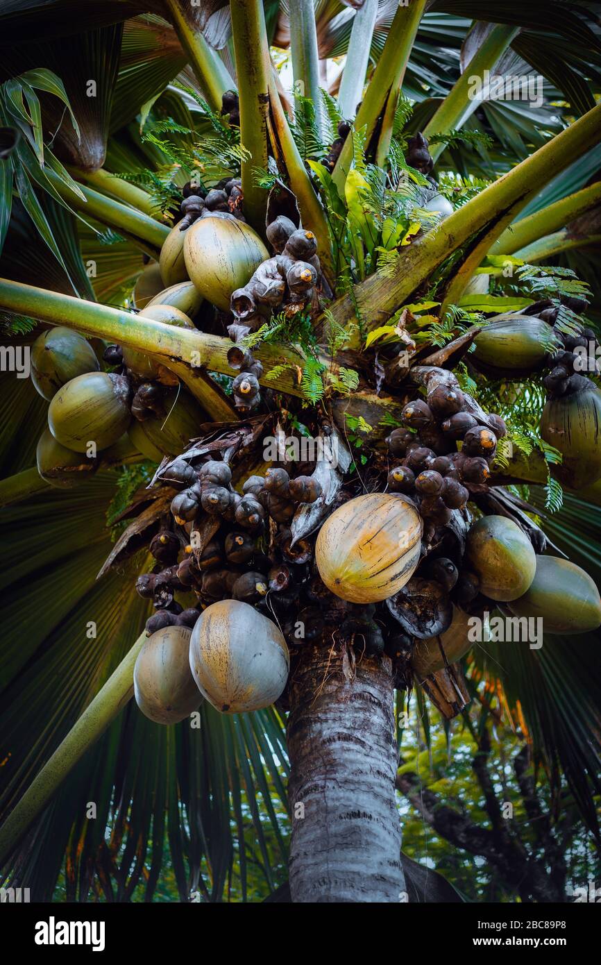 Die berühmte Kokospalme Coco de Mer im botanischen Garten Mahe, Seychellen. Stockfoto