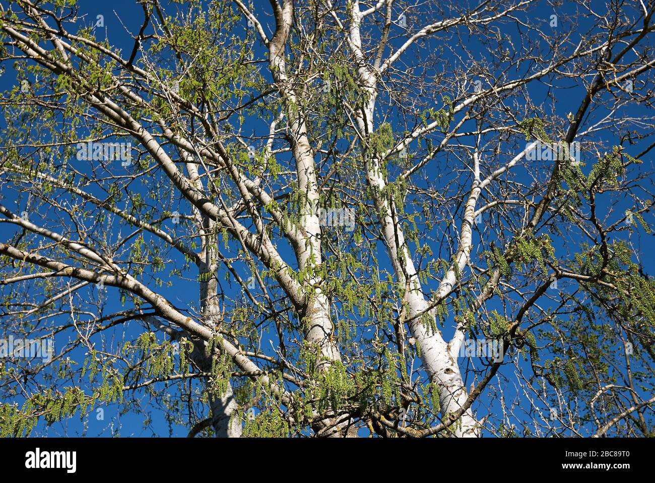 Populus alba Baum nah dran Stockfoto