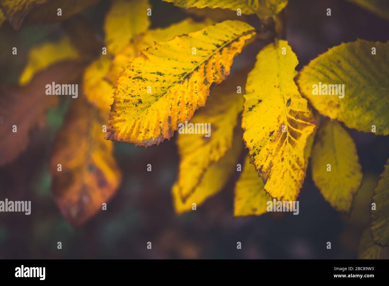 Herbstgelbe Blätter schließen sich mit dunklem Hintergrund an. Warme Farbe. Stockfoto