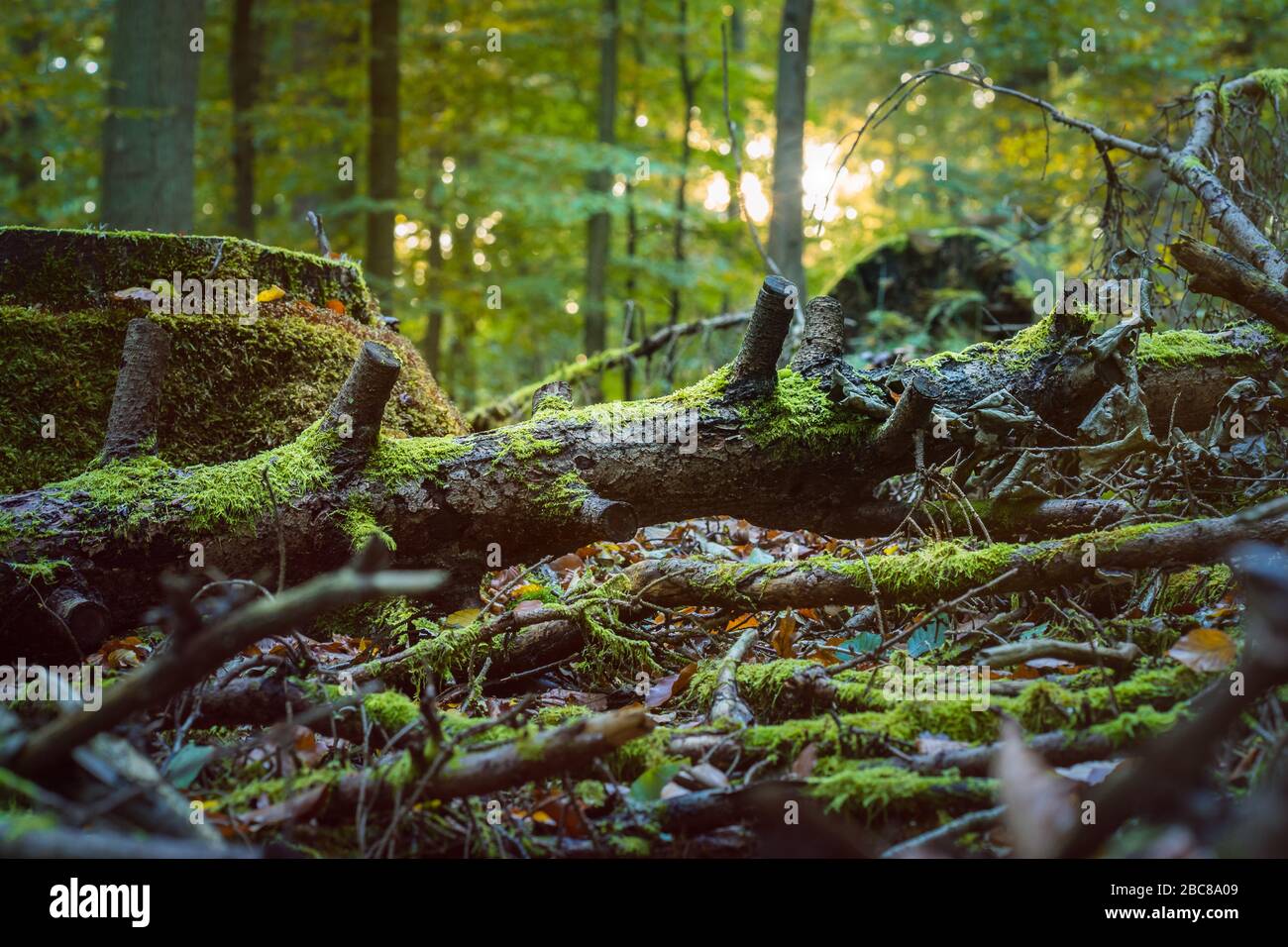 Umgestürzter, von Moos bedeckter Baum in einer Sonnenstrahlung entflammt. Herbstwald. Stockfoto