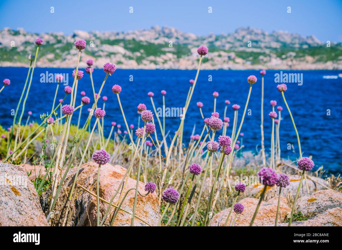 Wilde Zwiebel Lauch wächst zwischen Granitfelsen auf der schönen Insel Sardinien. Blauen See und eine andere Insel auf Hintergrund, Sardegna, Italien. Stockfoto
