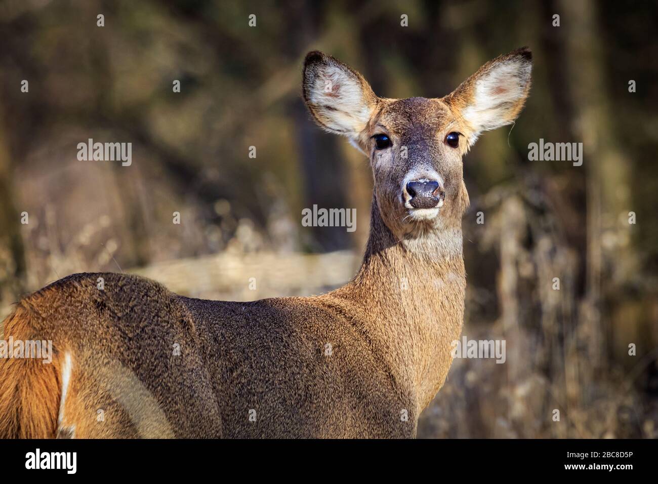 Weiblicher Weißer (Odocoileus virginianus) in einem Wald Stockfoto