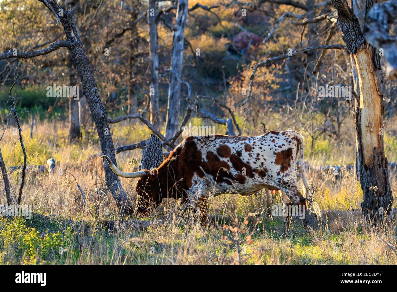 Longhorn weidete in den Wichita Mountains Stockfoto