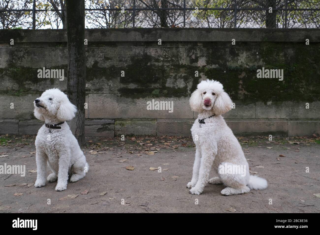 Zwei Hunde, weiße Pudel Stockfoto
