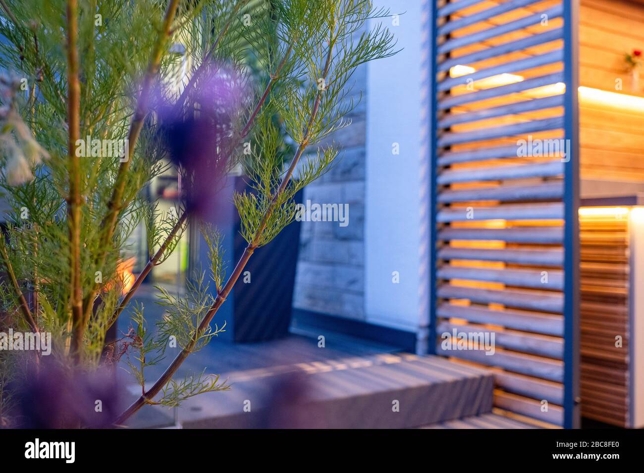 Cosmea verzweigt sich nachts in stimmungsvoller Atmosphäre auf einer Terrasse Stockfoto