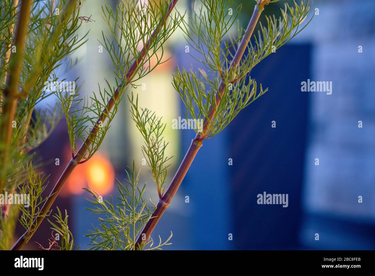 Cosmea verzweigt sich nachts in stimmungsvoller Atmosphäre Stockfoto