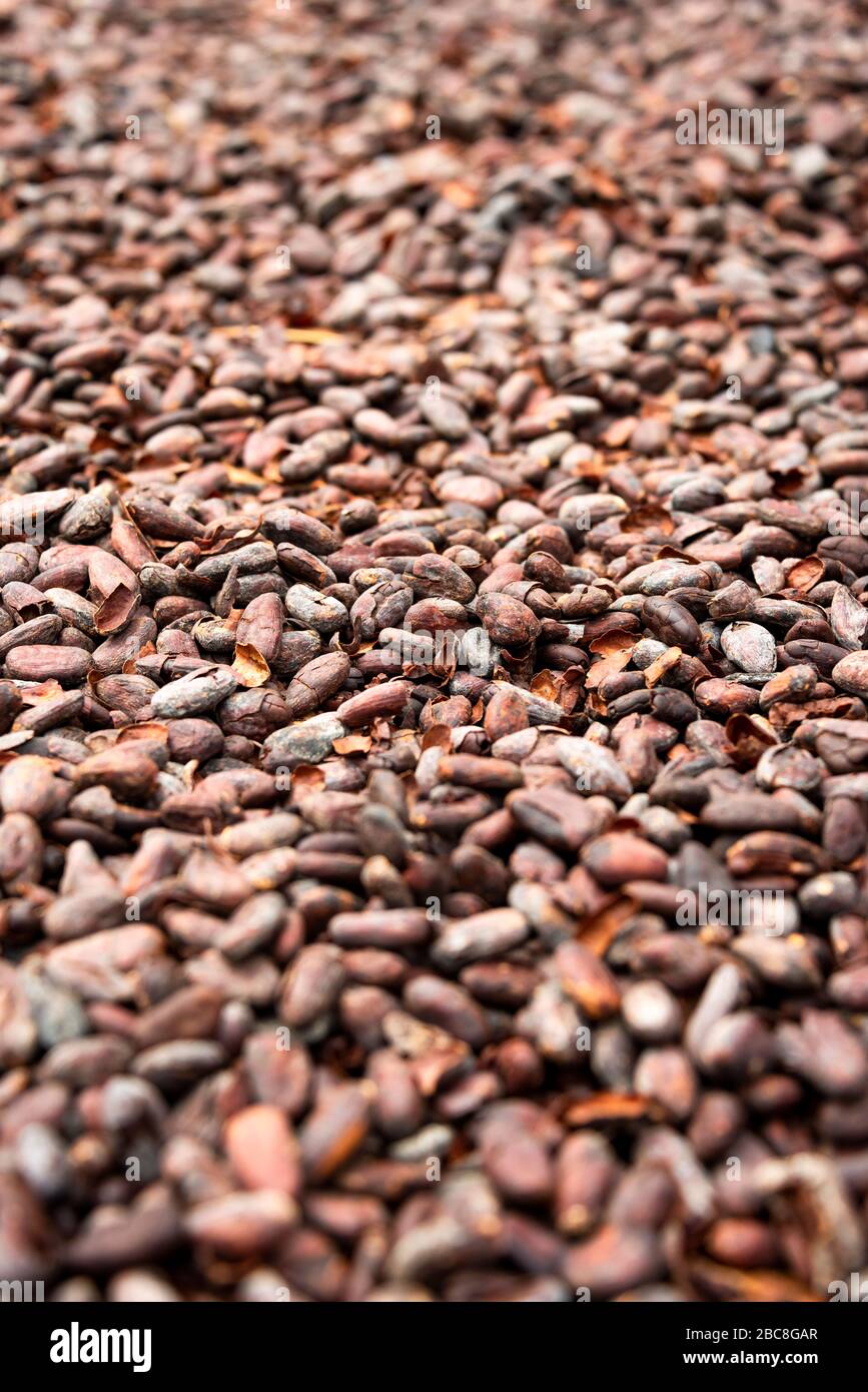 Vertikale Nahaufnahme von Kakaobohnen, die für die Schokoladenproduktion in Bali, Indonesien bereit sind. Stockfoto