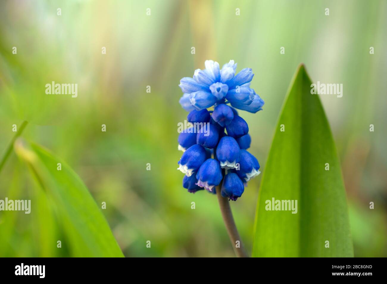 Sanfte blaue Muscari-Blume nah oben auf einem verschwommenen Hintergrund.Frühlings-Hintergrund mit Kopierbereich .Macro, selektiver Fokus Stockfoto