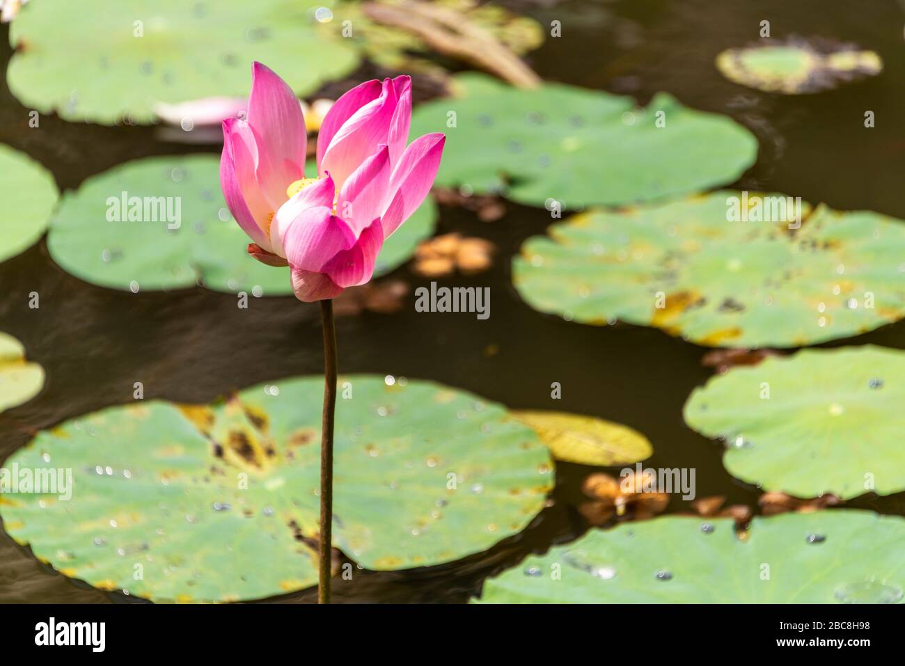 Horizontaler Blick auf eine rosafarbene Seerosenblume auf einem Teich. Stockfoto