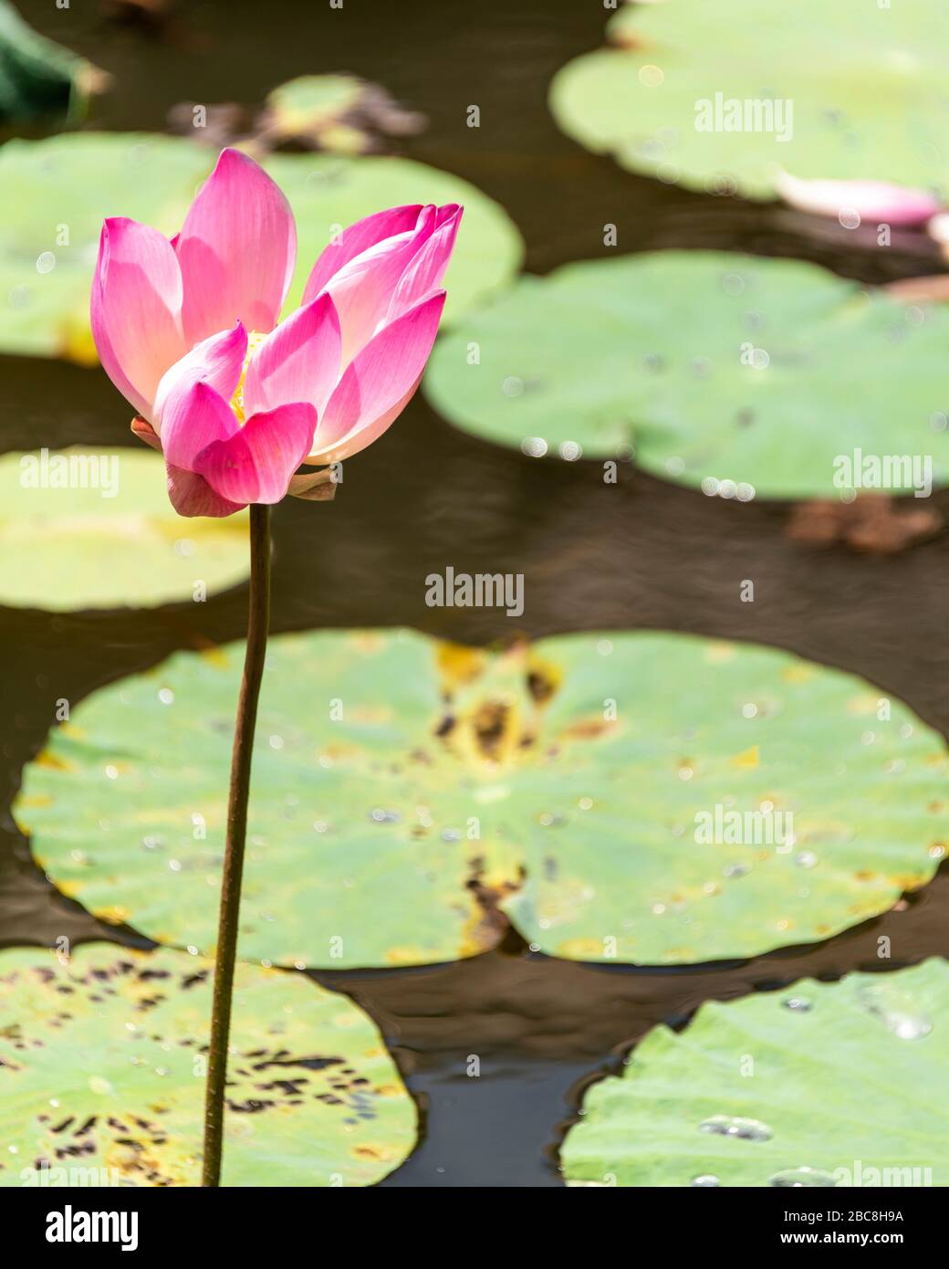 Vertikale Ansicht einer rosafarbenen Seerosenblume auf einem Teich. Stockfoto