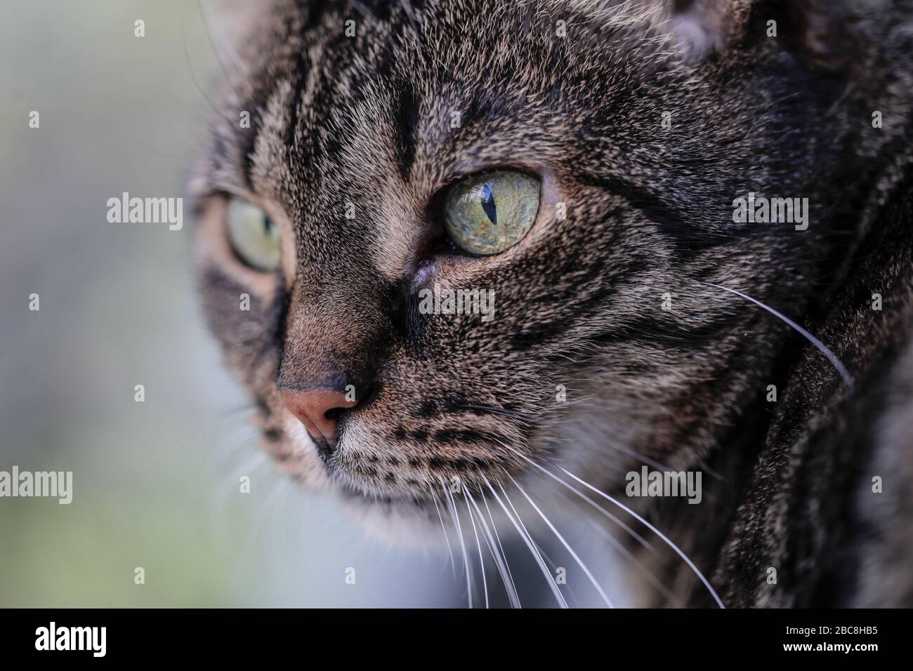 Details mit dem Gesicht einer weiblichen, europäischen Kurzhaargraukatze Stockfoto