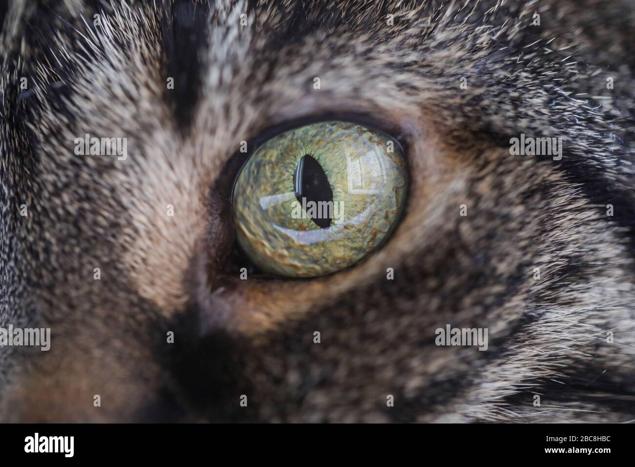 Nahaufnahme mit dem Auge einer weiblichen europäischen Kurzhaargraukatze. Stockfoto