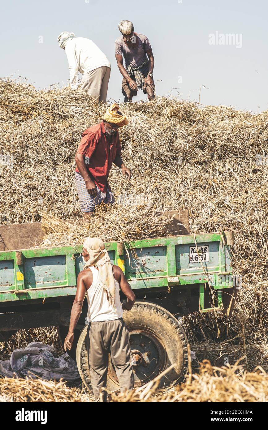 Gruppe von indischen Landwirten, die arbeiten Stockfoto