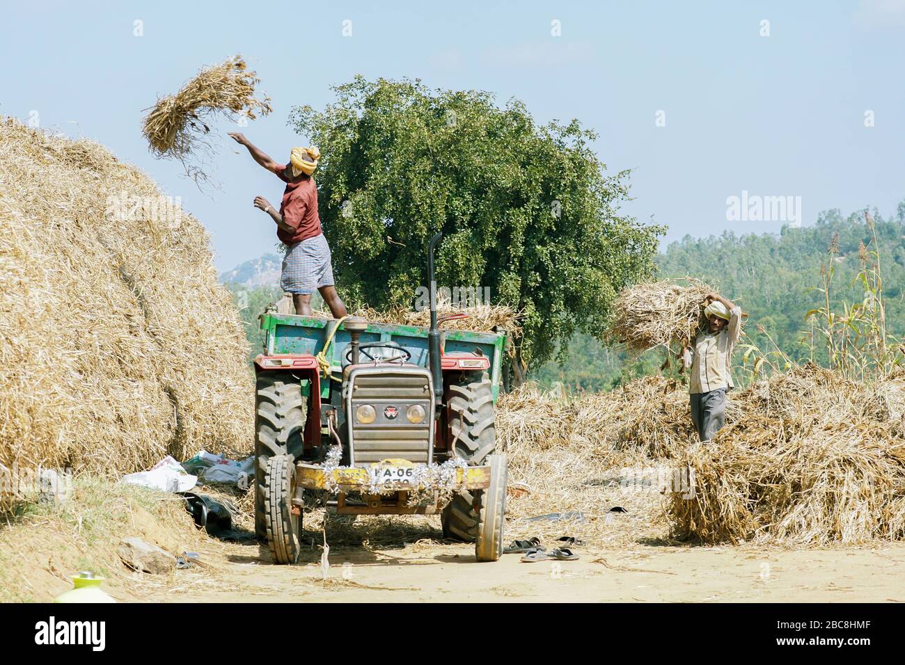 Gruppe von indischen Landwirten, die arbeiten Stockfoto