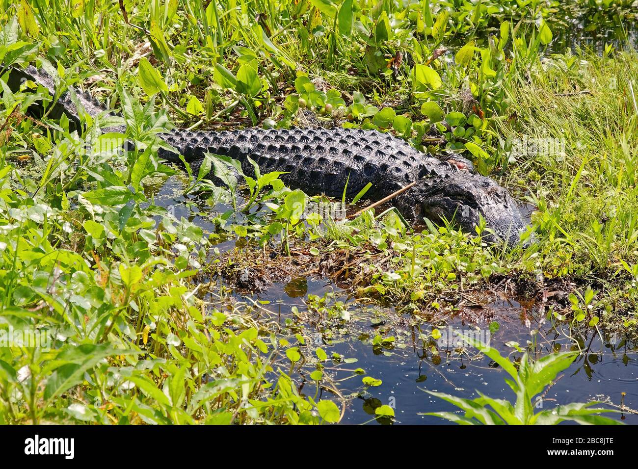 Amerikanischer Alligator, inmitten von Vegetation, Flachwasser, Tierwelt, Alligator mississippiensis, Tier, Natur, Paynes Prairie Preserve State Park, F Stockfoto