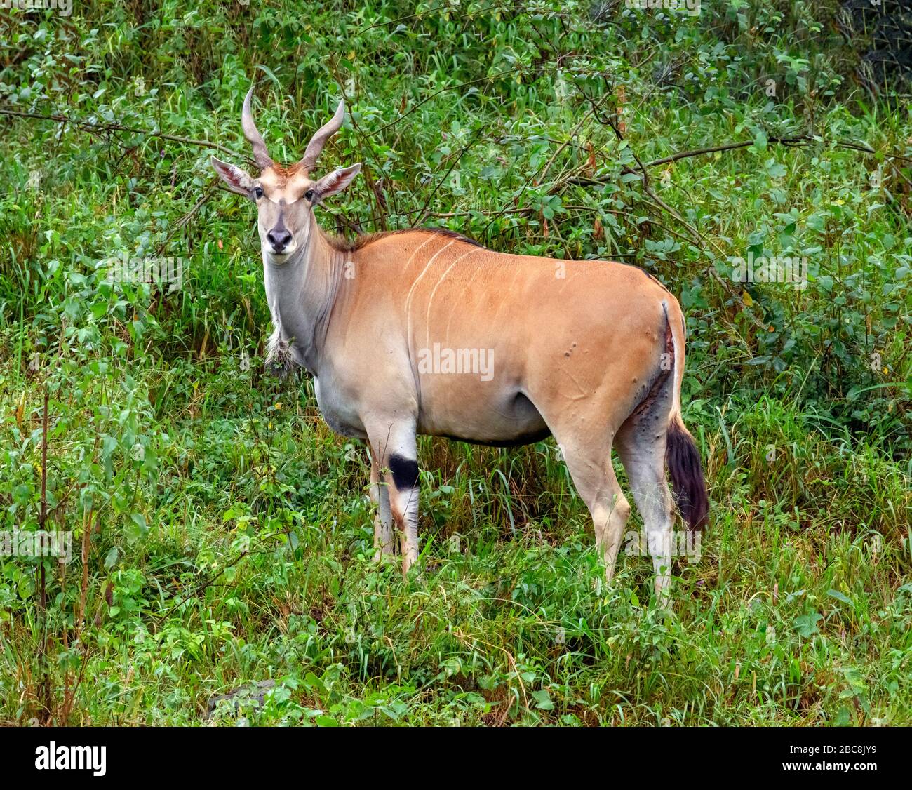 Gemeinsames Land (Taurotragus oryx), Lake Nakuru National Park, Kenia, Afrika Stockfoto