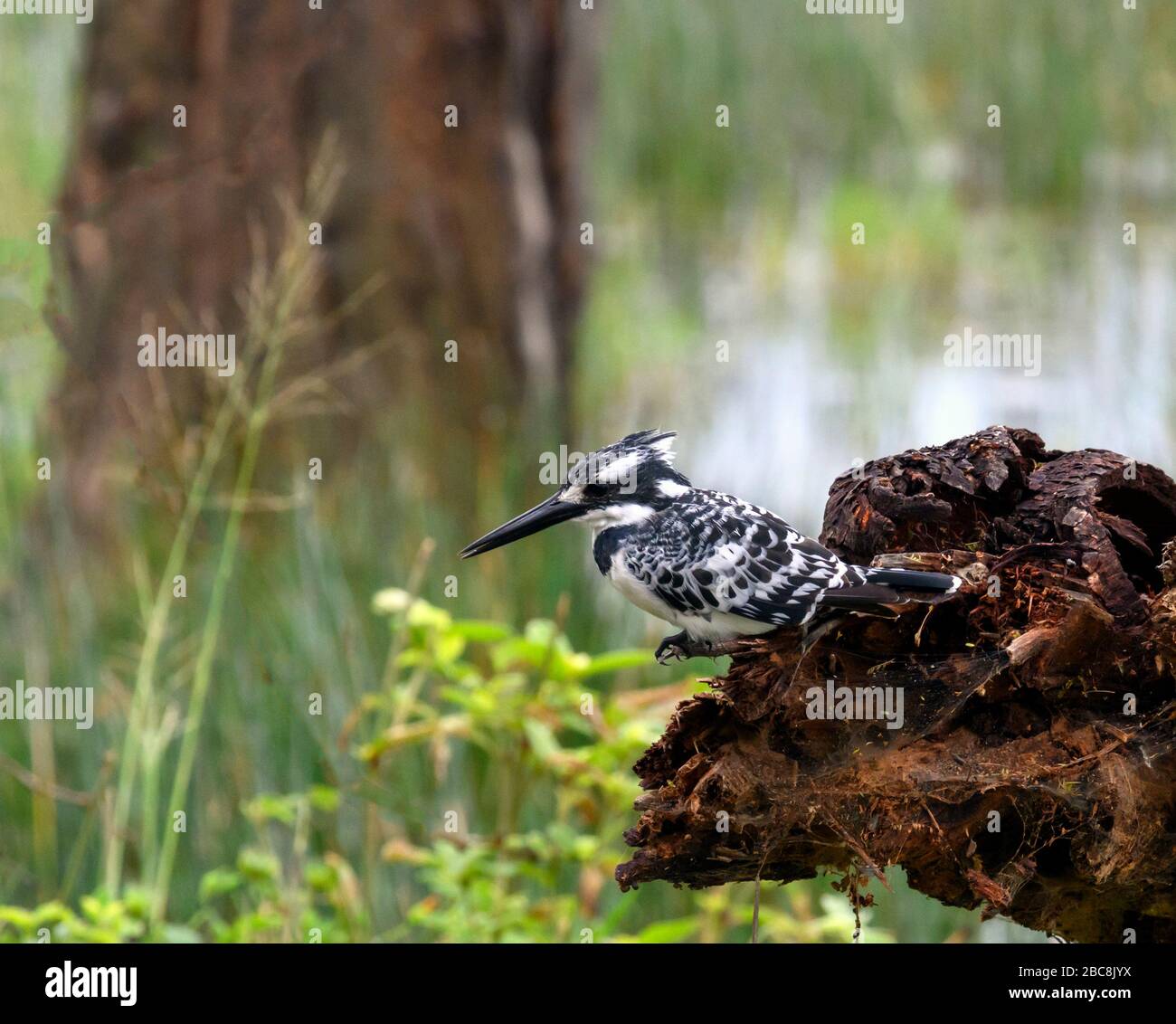 Pied Kingfisher (Ceryle rudis), Lake Nakuru National Park, Kenia, Afrika Stockfoto