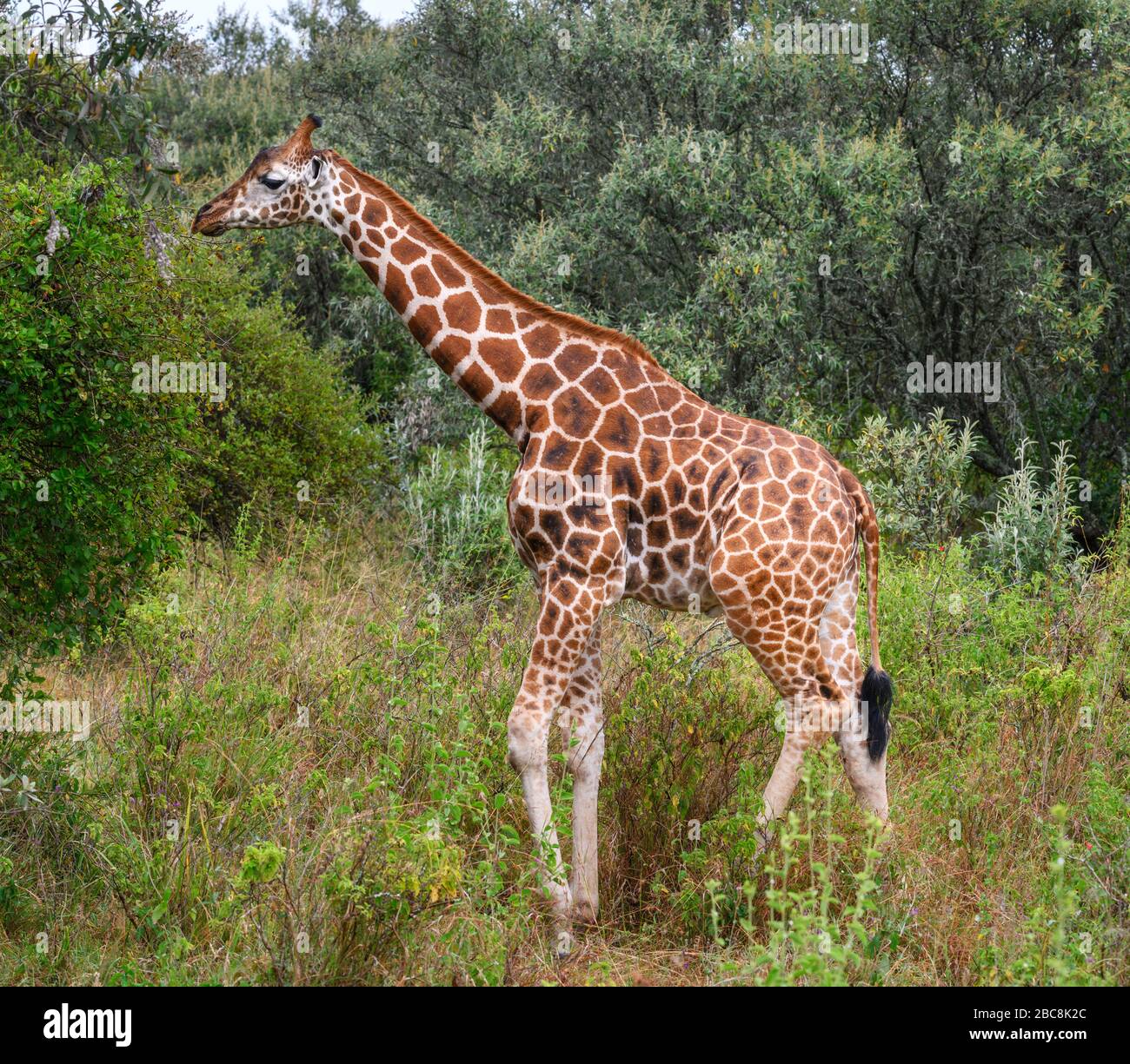 Rothschilds Giraffe (Giraffa camelopardalis rothschildi) im Nakuru-Nationalpark am See, Kenia, Afrika Stockfoto