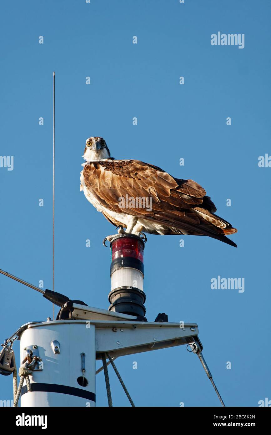 osprey; Raptor; auf segelflugmast stehend; Tierwelt, Tier; Vogel; Pandion haliaetus; USA; Florida; Frühling Stockfoto