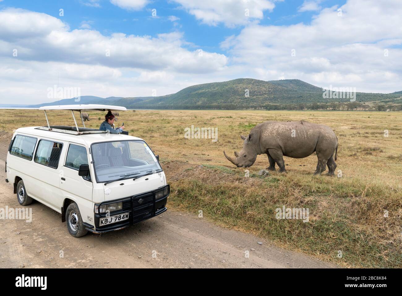 Tourist in einem Safari-Van, der Fotos von einem weißen Nashorn (Ceratotherium simum), dem Lake-Nakuru-Nationalpark, Kenia, Afrika fotografiert Stockfoto