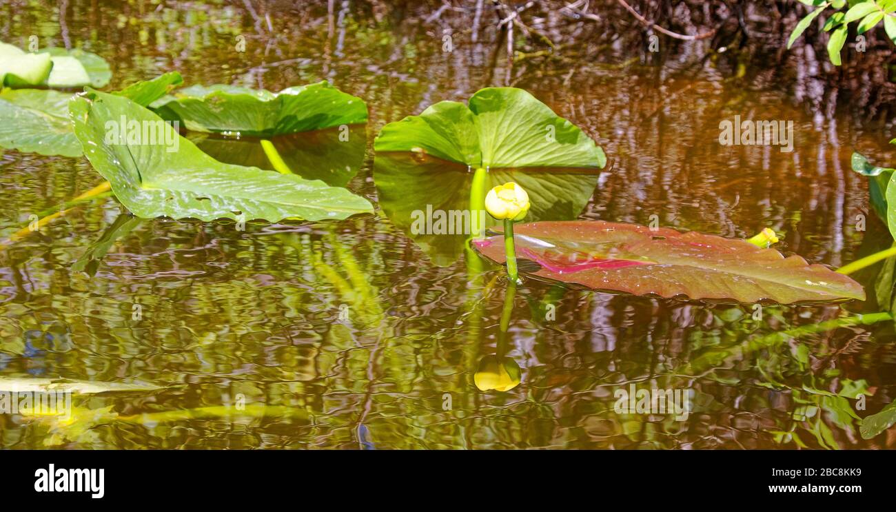 Spatterdock, Yellow Pond Lily, Yellow Cow-lilie, große grüne Blätter, Wasser, Wildblumen, Reflexionen, Natur; Shell Creek; Florida; Cleveland; FL; Spri Stockfoto