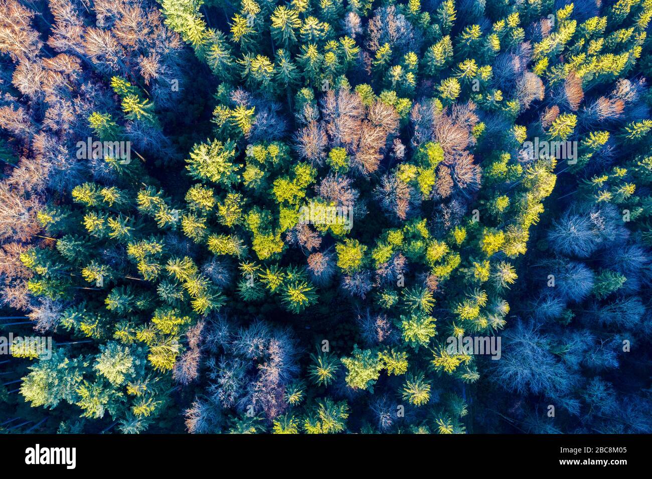 Luftbild Schwäbischer Wald im Herbst, Rems-Murr-Kreis, Baden-Württemberg, Deutschland Stockfoto