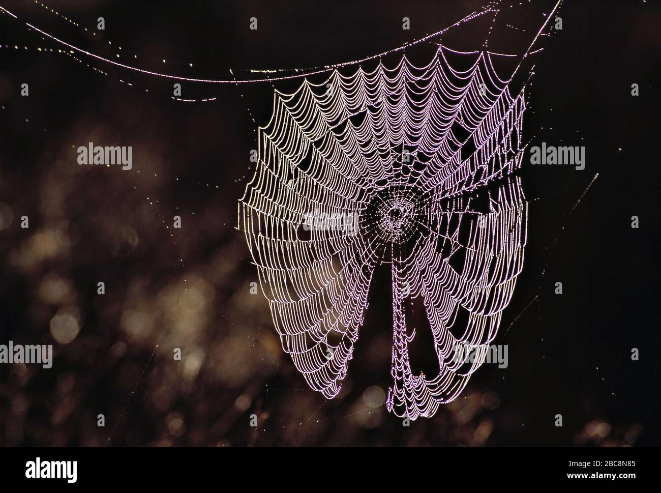 Guernsey. Tierwelt. Anachniden. Spinnennetz mit Tau bedeckt. Stockfoto