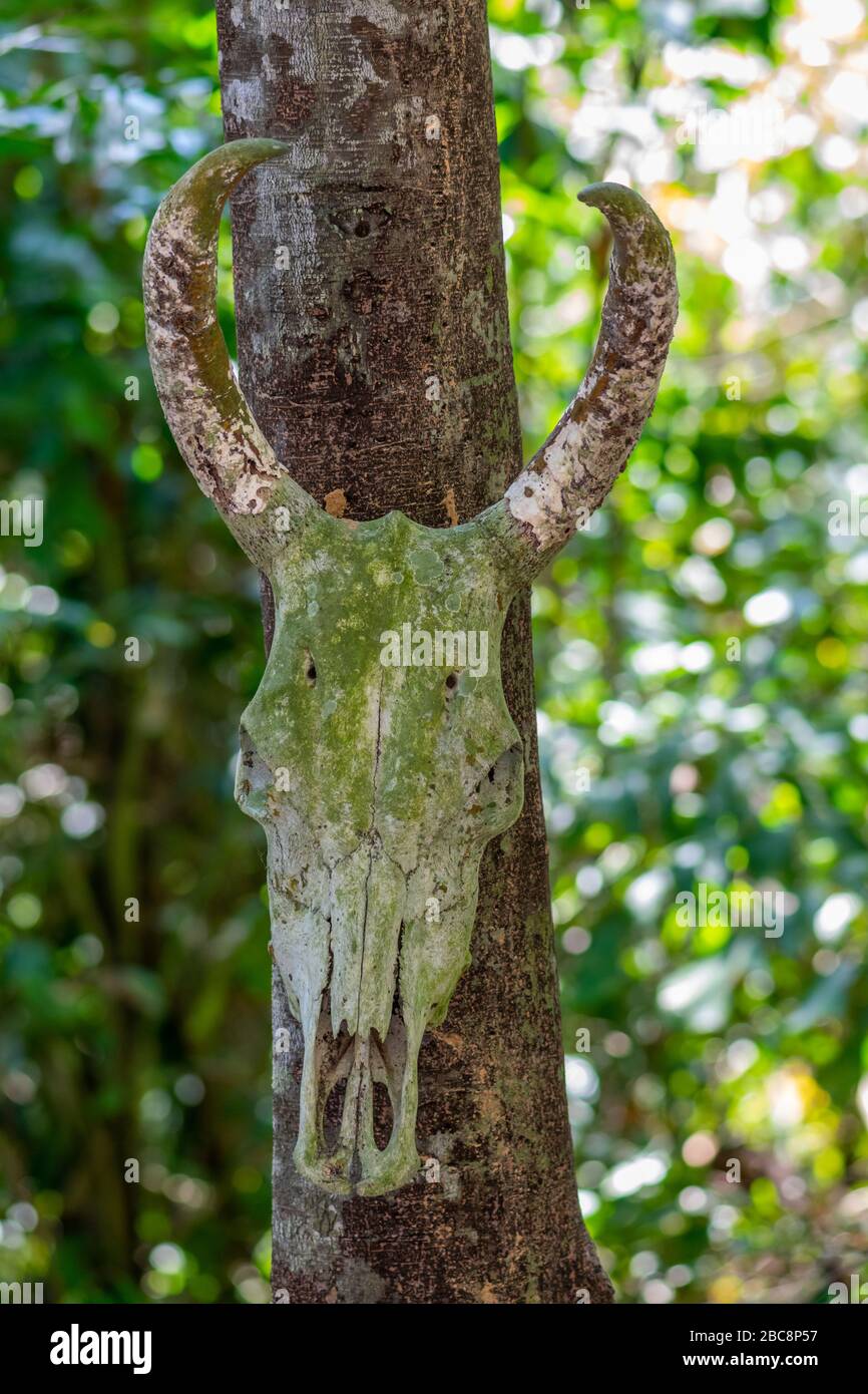 Sehr alt und mit Moos und Flechten bedeckt Bisonschädel, der im Dschungel am Baum hängt Stockfoto