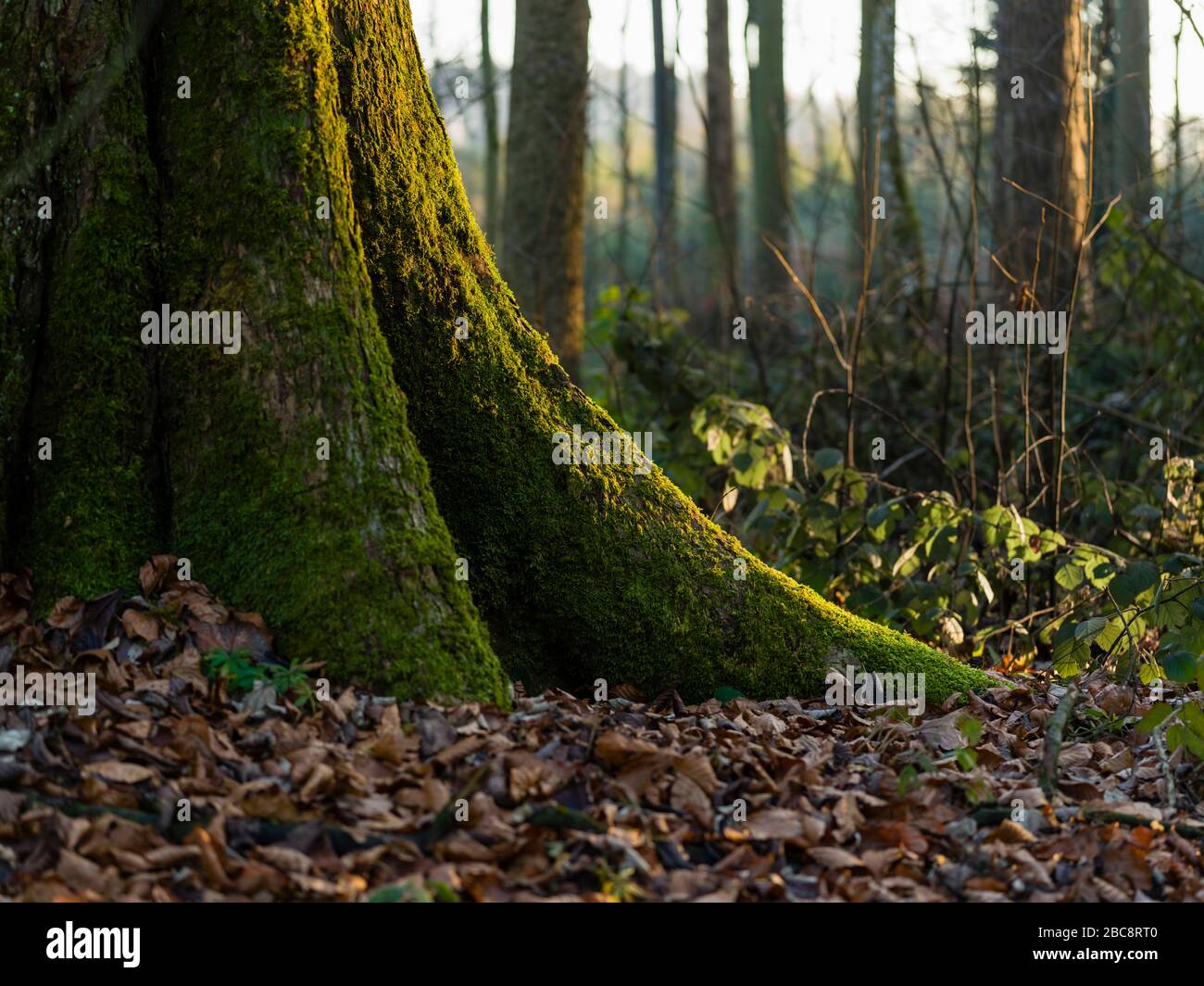 Herbststimmung im Wald kräftige Wurzeln Stockfoto