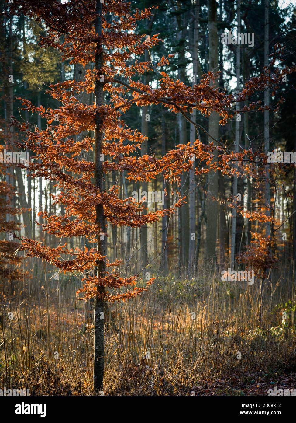 Herbstliche Stimmung im Wald Stockfoto