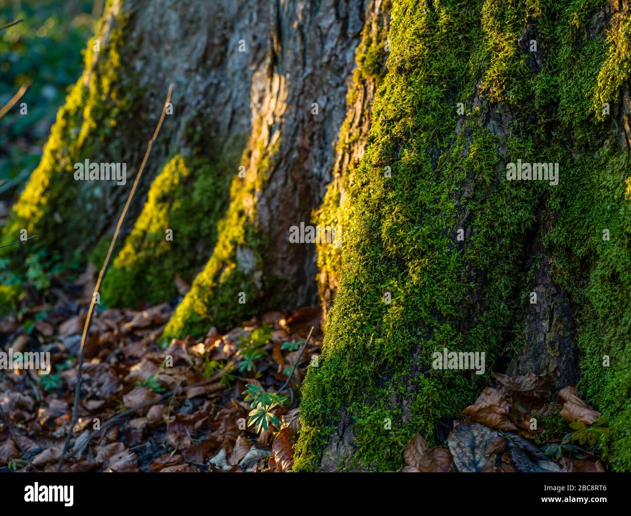 Herbststimmung im waldmoosbedeckten Baumstamm Stockfoto