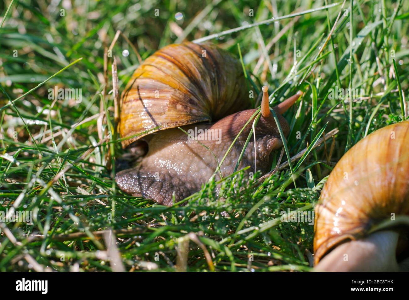 Erwachsene afrikanische achatina Schnecken isst Gras im Freien Stockfoto