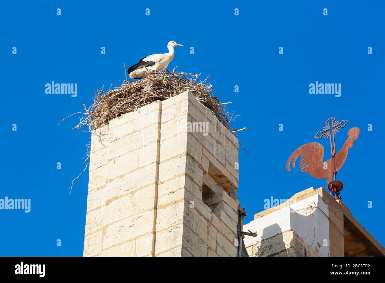 Weißstorch (Ciconia ciconia), Nisting auf dem Gipfel der Kathedrale von Faro, Faro, Algarve, Portugal, Stockfoto