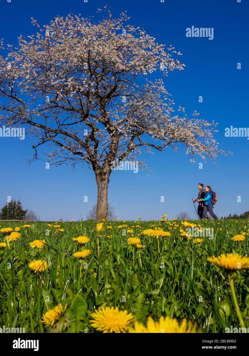 Wandern auf dem Zweilersteig, Frühling auf dem Hünersedel Stockfoto