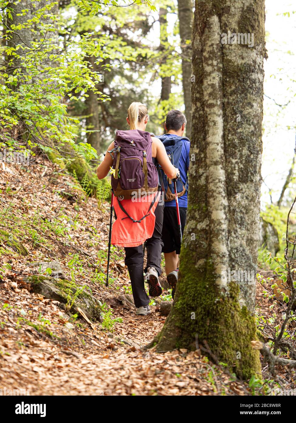 Wandern auf dem Zweilersteig, schmaler Weg auf dem Weg zum Kandel-Gipfel Stockfoto