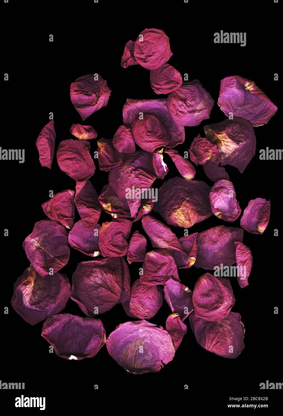 Premium trockene rote Rosen vor hellem dunklen Hintergrund, Draufsicht. Nahaufnahme der trockenen Rosenblätter auf schwarzem Grund. Ideal für deine Werbeanzeige, deinen Beitrag, deinen Blog Stockfoto